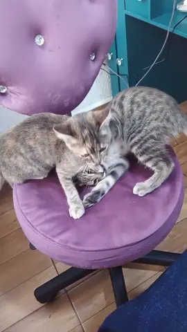 @Maiiiiiiii @Marceline 👑 @alanromerovaladez 