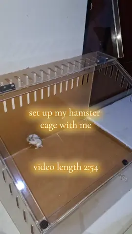 美花 cage set up 🐹🌸 #hamstercage #setup #dwarfhamster #fyp #🐹 