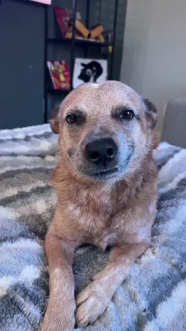 He was probably a raccoon 🦝 in his past life the way he goes thru the trash lol His smile always gets him off so easily 😅 #dogsoftiktok #puppy #australiancattledog #fyp #viral 