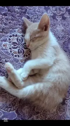 Hoy cumples un año de vida y 10 meses dándome vida a mí.  Lo más valioso e importante en mi vida, te amaré por siempre, Curry 🐈💗 #CapCuts 