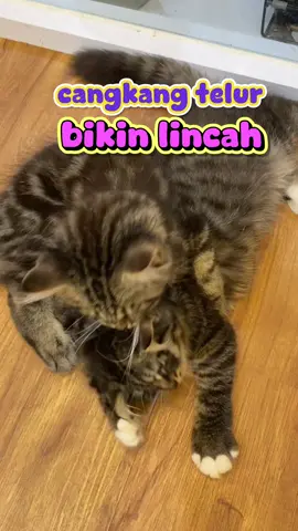 cangkang telur yang kaya kalsium ini bikin anabulku pada lincah aktif dan ga gampang keseleo walaupun suka loncat loncat @goldenpaw.id #eggshell 