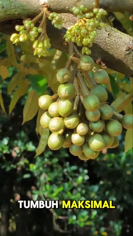 🌸 Bunga durian juga butuh perawatan spesial! 🍈✨ Biar nggak gampang rontok dan siap jadi durian berkualitas, bunganya kita kasih ZPT — Zat Pengatur Tumbuh. Fungsinya? ✅ Merangsang pembentukan buah ✅ Menjaga bunga tetap sehat ✅ Bikin peluang panen lebih tinggi Perawatan dimulai dari bunga ➡️ hasilnya durian premium 😋 @tedi rusmana @Ifathodiz🌻  #kebunduriansangiangbedil  #zptdurian #perawatandurian  #durianberkualitas #wisatadurian 