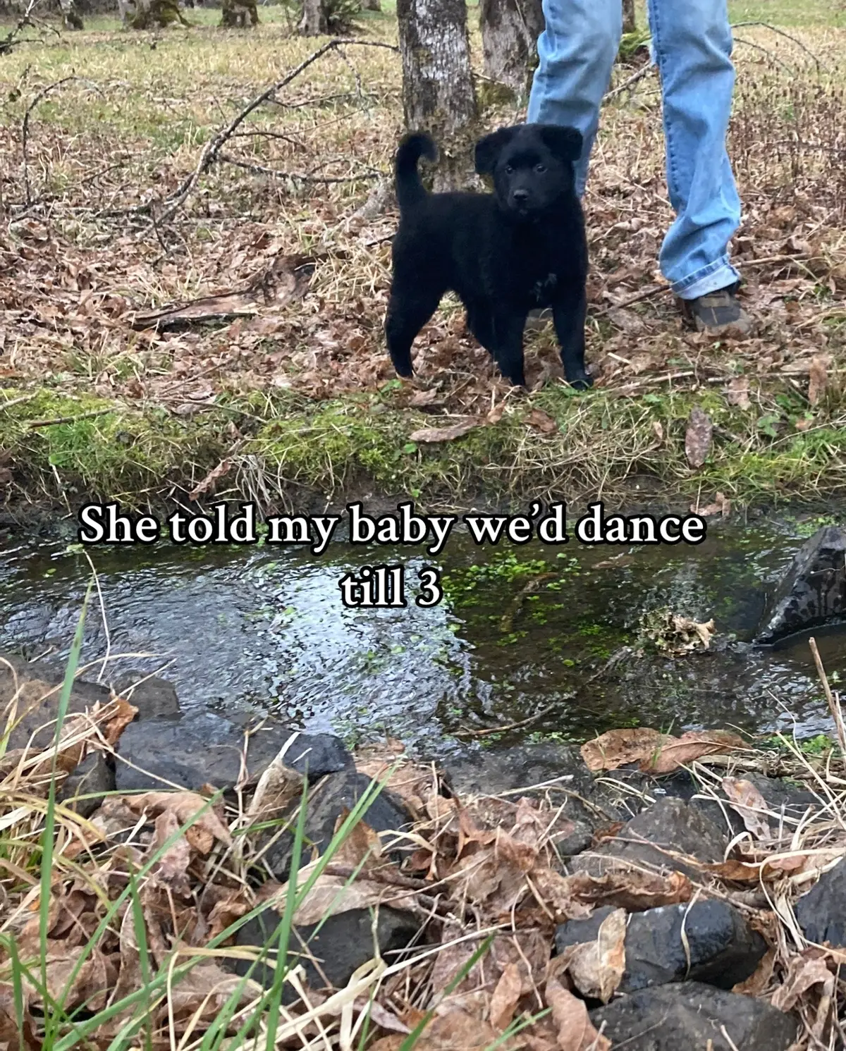 Had to hope on this trend✨🤪  #dogsoftiktok #fyp #boydog #dogmomsoftiktok #dogmom 