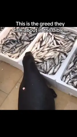 FAT greedy seal... #fyp #seals #sealsoftiktok #animals #me 