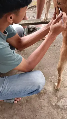 Luar Dalam Merekny Mak #porbimarenten #porbi_sumbar #minangtiktok #sumbartiktok #peternakmuda 