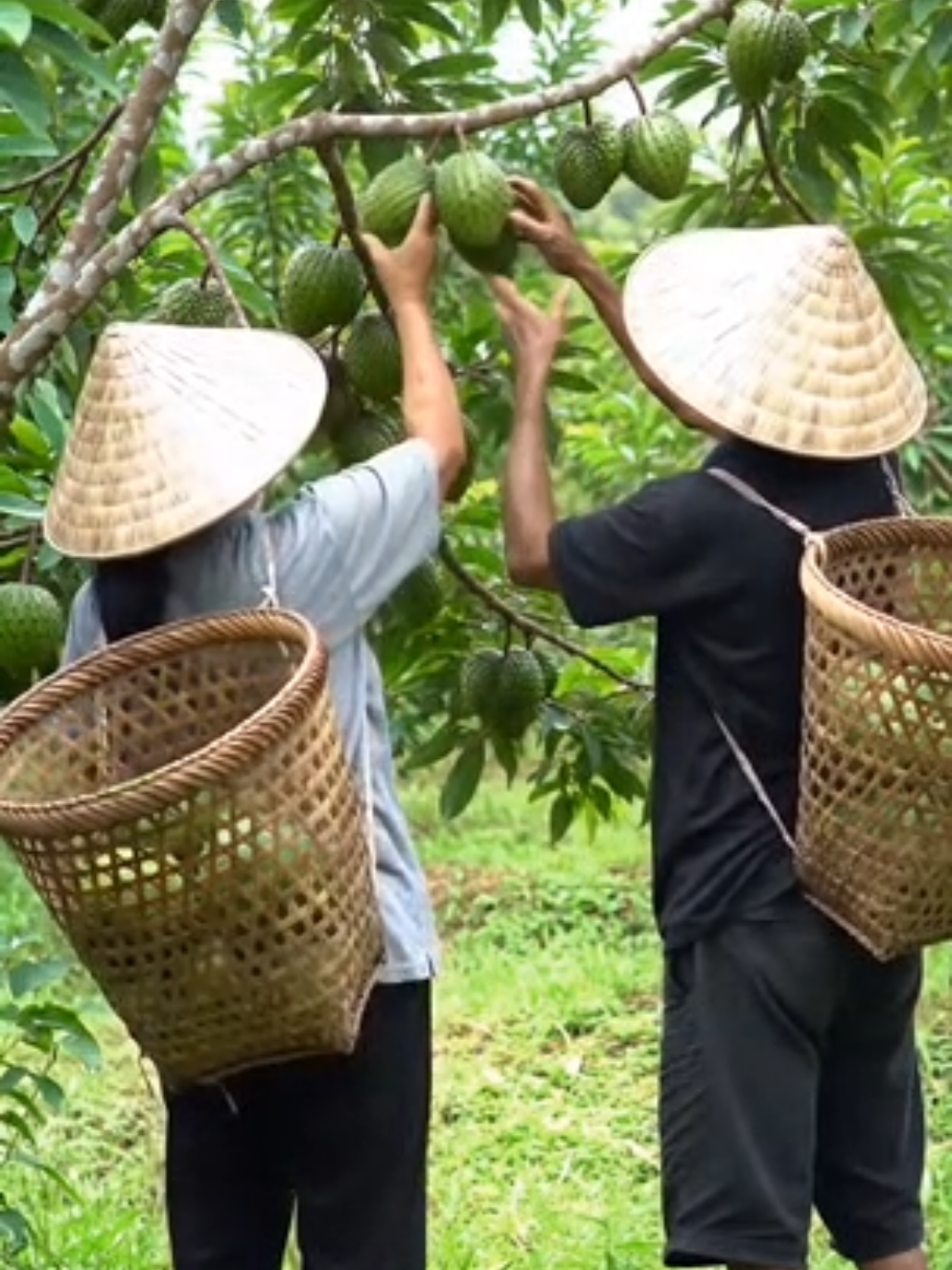 Buah Sirsak #panenbuah #kebunbuah #buahsirsak #sirsak #pohonsirsak 
