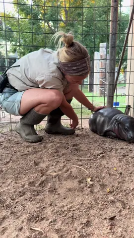 Just your typical Wednesday evening, #mars #hippo #babyhippo #kansas 