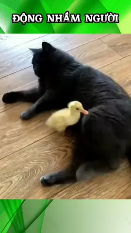 không phải em anh ơi #SpreadKindness 