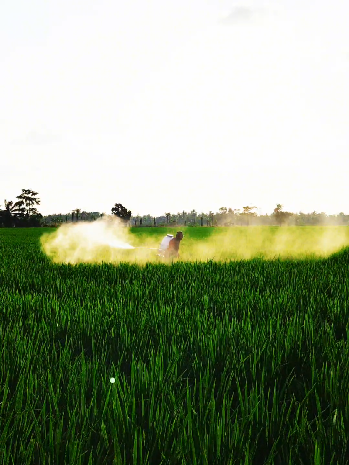 Nozel sprayer wajib dimiliki petani #nozel #sprayer sprayer