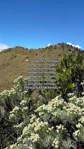 merbabu is calling📞 #merbabu #merbabumountain #merbabu3142mdpl 