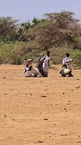 #سباق-الابل