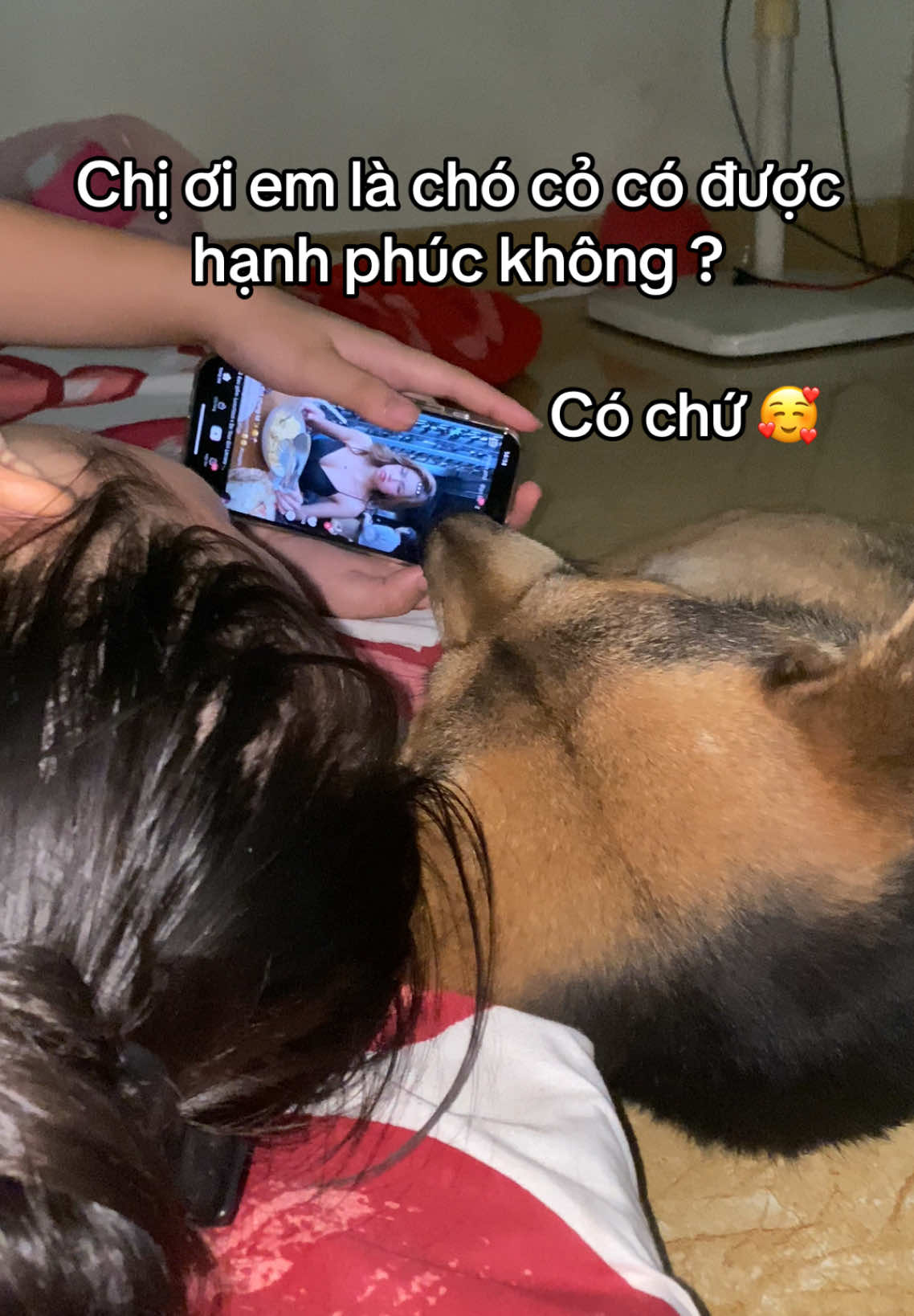 Chó cỏ không khoác lên mình bộ lông đắt tiền, nhưng lại khoác trọn lòng trung thành. Chó cỏ không biết đến những giải thưởng hay danh hiệu, nhưng biết cách chờ bạn về mỗi ngày. Và với tôi… chó cỏ luôn là giống chó đẹp nhất bởi chúng nó rất đáng được yêu thương🐾❤️ #dog #dogsoftiktok #fyp #viral #trending 