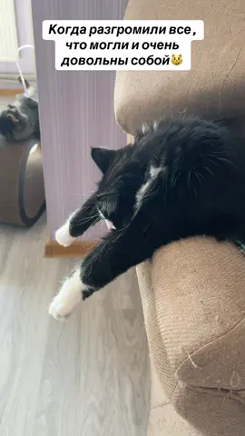 Было много дел! Но мы справились🐾😼#tiktokcats #catsoftiktok #lovecats #rec 