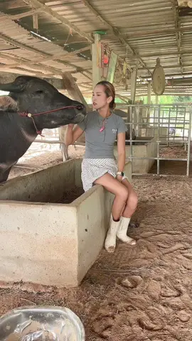 คนจ่ม#viralvideo #น้องควายฉลาดแสนรู้ #ซ้อมุเงิน 