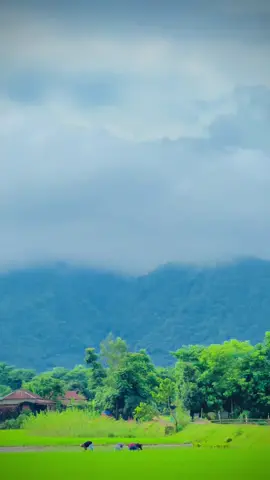 ছবির মতো সুন্দর গ্রাম 🥰  video📷@jaber Ahmed #bisnakandi #Sylhet #foryou #সীমান্তের_অতন্দ্র_প্রহরী🥰🥰 #gowainghat_sylhet 