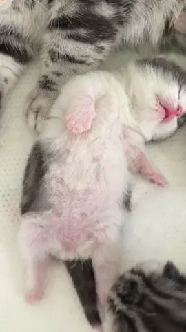 #baby #katze #schön #asmr 
