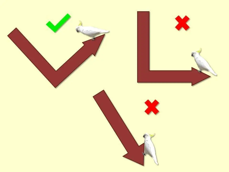 Never play with the birds beak. It encourages biting. Always hold the bird in the hand. with the elbow bent in V shape. So that the bird is perched at the top most spot. Parrots are tree top birds and hate coming down. So they will stay on top and not come down As they feels save there on the top. If the bird is held in any other position like a straight or bent elbow it will climb to the top and on to the shoulder. People love to have their pets on their shoulders. But it is the beginning of trouble like screeching. When the bird is on top of the hand, the bird is dominated by the person who is handling it. But once on the shoulder he becomes the dominant partner and uncontrollable. When pet misbehaves. Just place the pet on the floor and quietly move away. Parrot species live on tree tops. when placed on the floor they feel vulnerable. Pick it up after sometime. It will not misbehave. Never shout at your pets, When they are misbehaving. This will only aggravate the problem. Just put them down on the floor. Avian Files