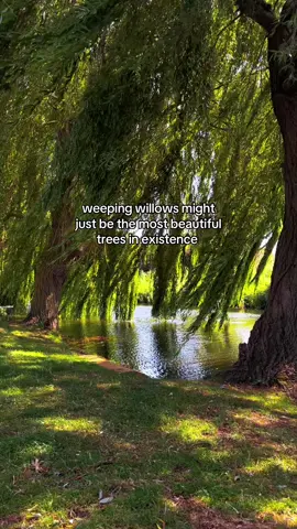 How beautiful 🥹 #weepingwillow #tree #nature #river 