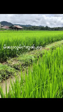 မႆၢၼႃးလူမ်းဢွၼ်ႇႁေ#မႄႈလုၵ်ႈသွင် #khin #2025 #ပႅၼ်းတႃးရႃး #ၶၢႆဢွၼ်းလၢႆးၶၢႆသူင်ႇၵူႈတီႈၶႃႈ 