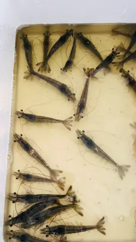 Nửa chặn đường cố liên mưa giông bảo tối cung gán vượt qua nghe #xuhuong #nuoitom #nuotiomcongnghecao#nuoitomcongnghecao 