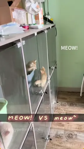 I can’t get enough of these meows.🐱🐱 #cat #catsoftiktok #catlover #funny #funnyvideos #foryou #fypage #fypツ #funnycat #funnytiktok #cats 