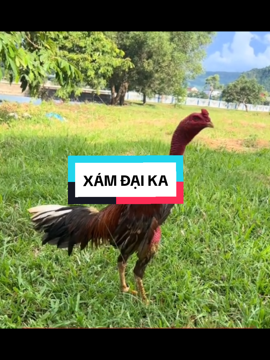 XÁM ĐẠI KA 37 Xám Đại Ka 37 đã đưa Ô Kim Cương về quản lý chân dài ở trận siêu cúp 2ty. #xám_đại_ca #xám_đại_ka #ô_kim_cương_vs_xám_đại_ca #ô_kim_cương 