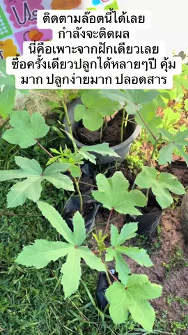 ประโยชน์ของกระเจี๊ยบเขียว ดีมาก #กระเจี๊ยบเขียว #ผักมีประโยชน์  #กระเจี๊ยบเขียวลดไขมันในเลือด  #ผักปลอดสารพิษ 