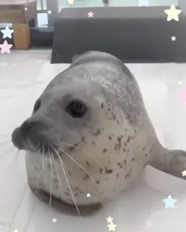 Very cute seals.!!<3 #seal #sealcore #sealcore🦭 #seallove #cute 
