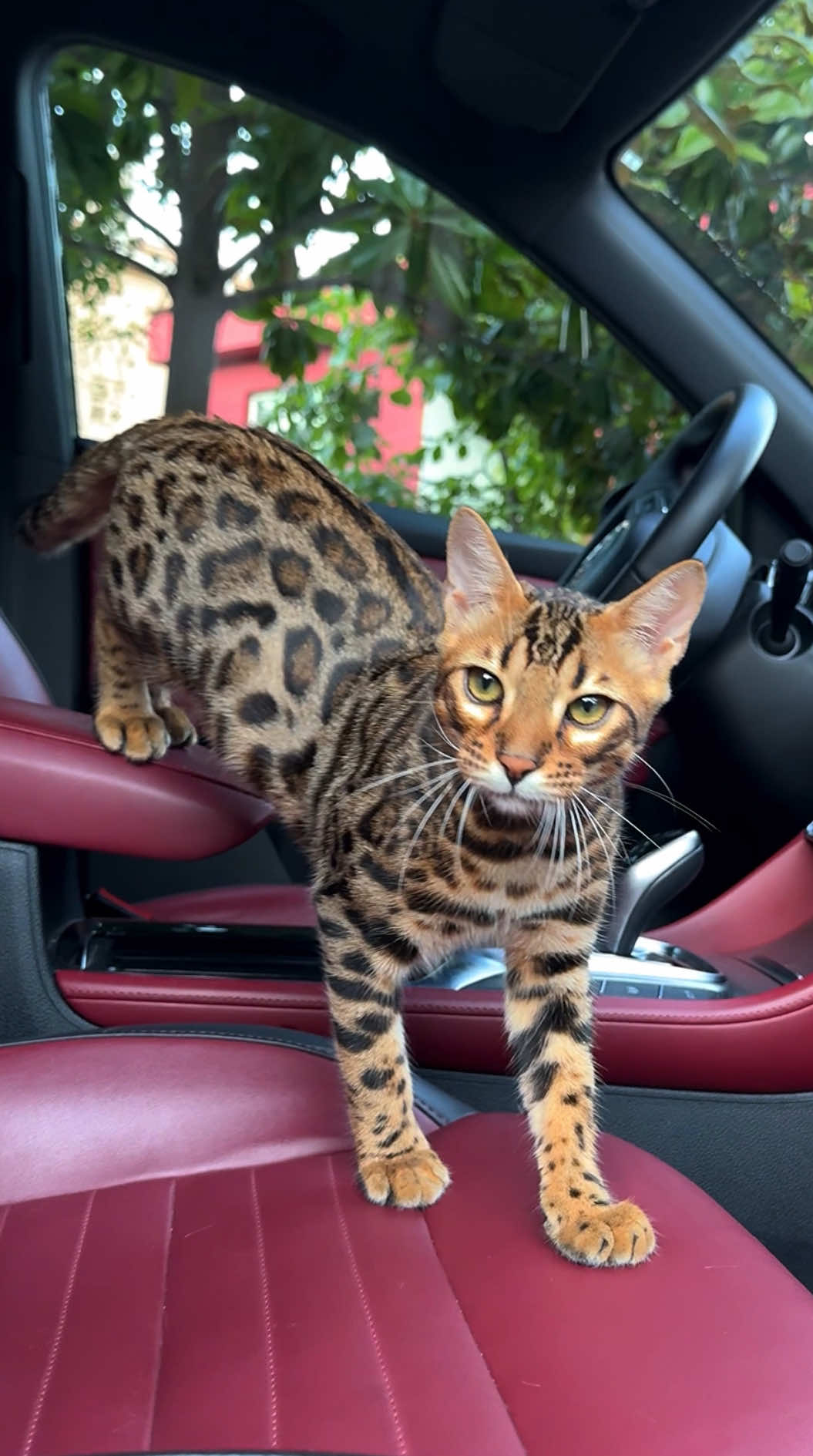 Bengal kitten 🐆❤️ Elite GrandGlow cattery ⚜️ * * * * * #bengalkitten #bengalkittens #bengalkittensofinstagram #bengalcat #bengals                     
