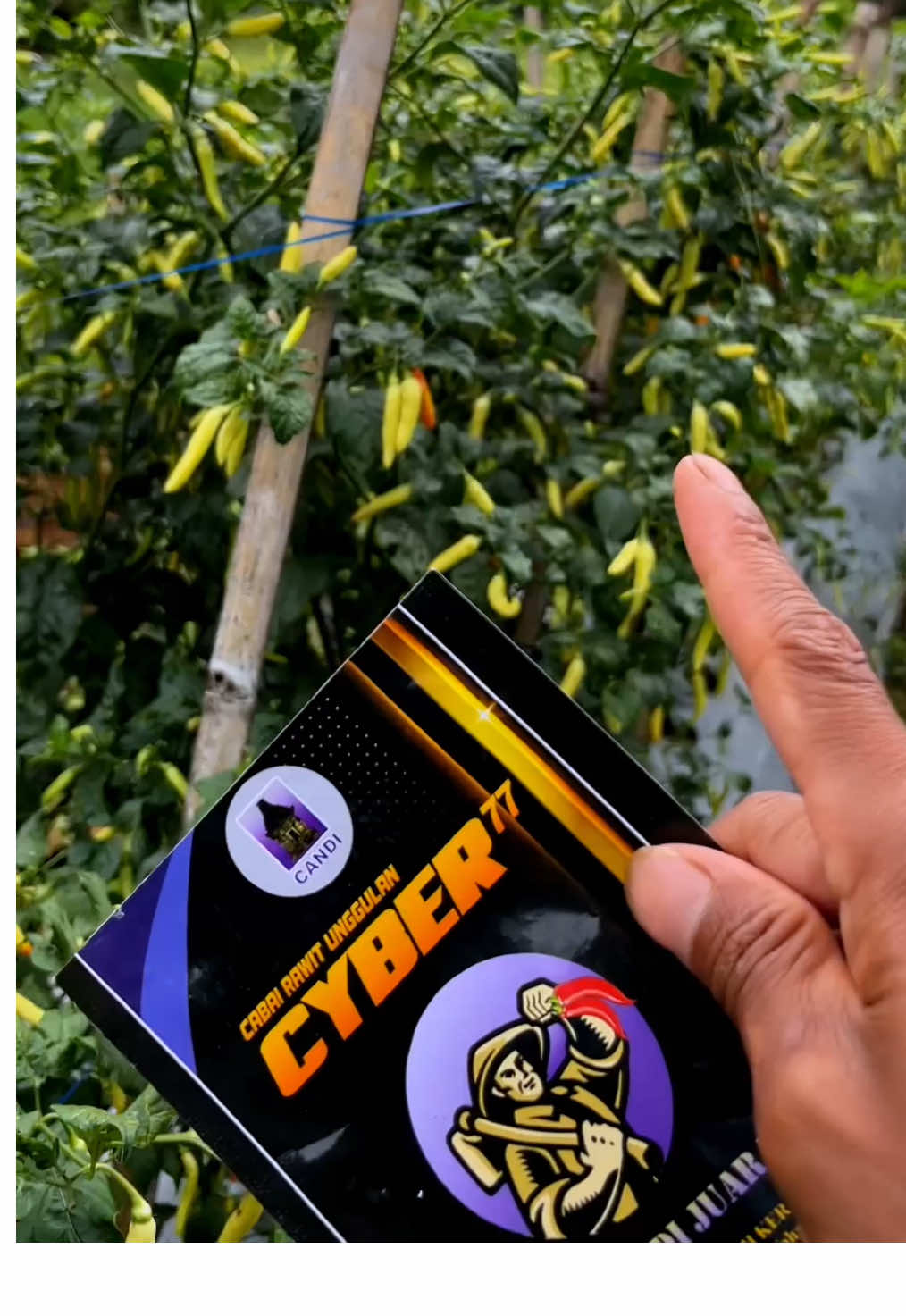 Cabe rawit Cyber77 Tahan Virus Gemini #cyber77 #cabe #cabai #petani #pertanian 
