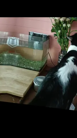 #บัซไลท์เยียร์ #แง่มๆ