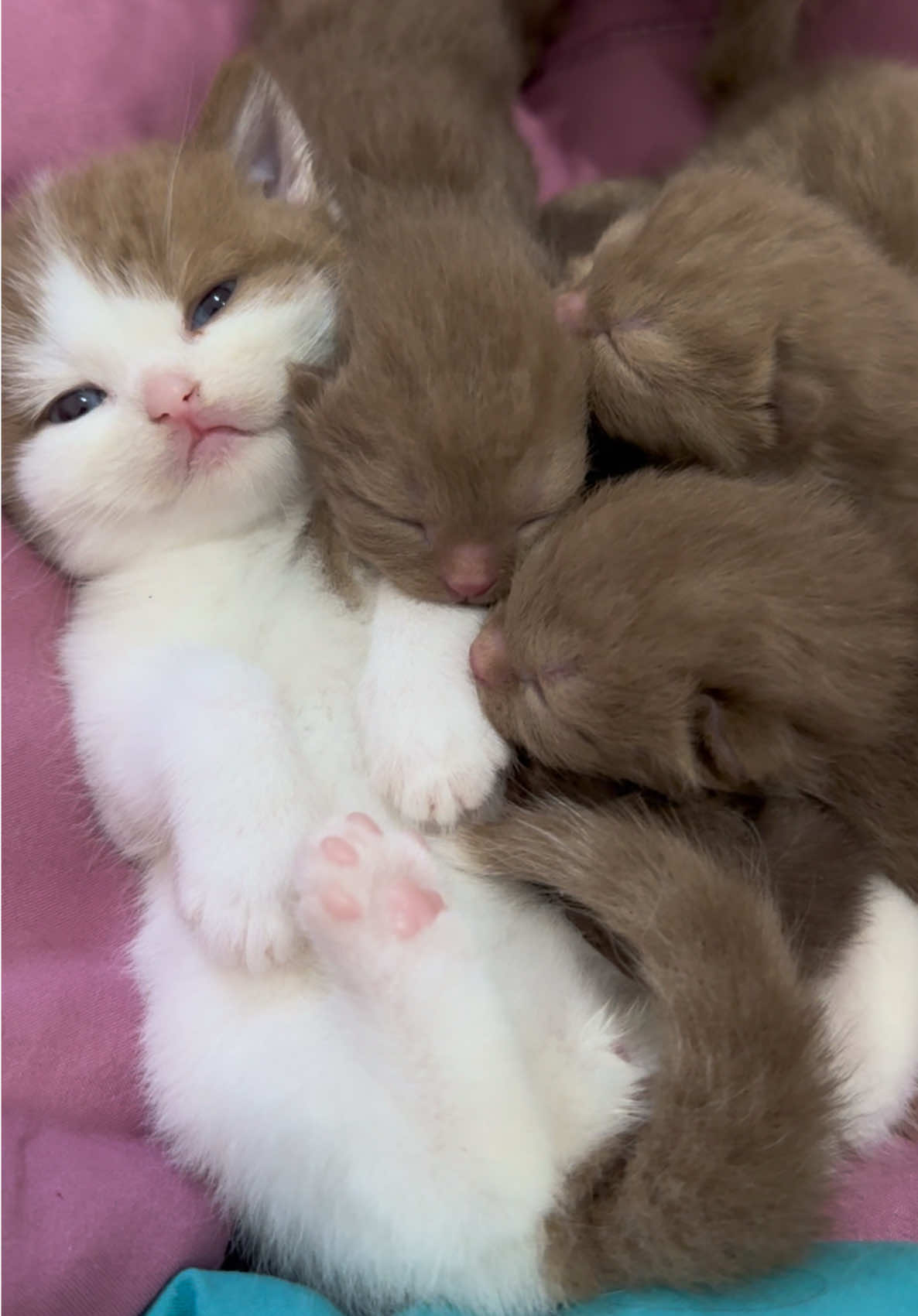 Adek minta di sayang kakak🥹🤎 #masyaallahtabarakkallah #bshcinnamon #kucingbsh 