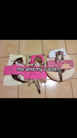 мои кошечки @hgml @sir07no 