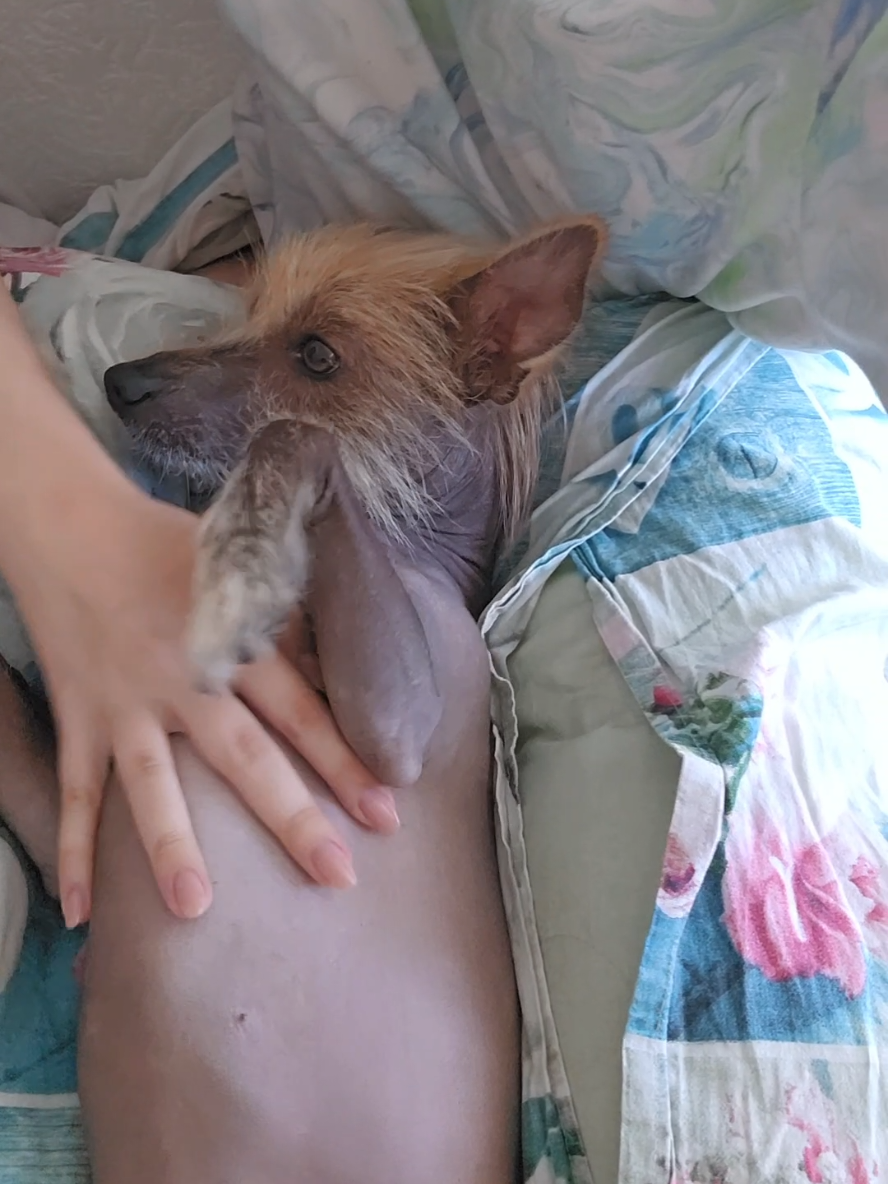 #dog #boldbaby #skincareroutine 