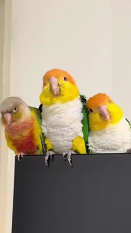 Caique parrots like to jump everywhere #funnyvideos #usa🇺🇸 #parrot #birdsoftiktok #caique 