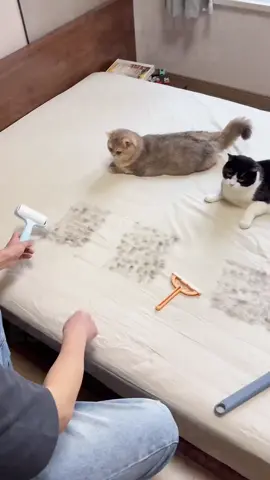 Nova Geração: Escova Multiuso para Pelos