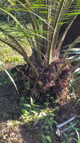 #kulisawit #bosmuda #sawit #lahansawit #fyppppppppppppppppppppppp 