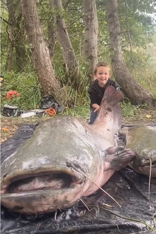 “Giant catfish.”#fyp #foryou #viral #fuuny #animals 