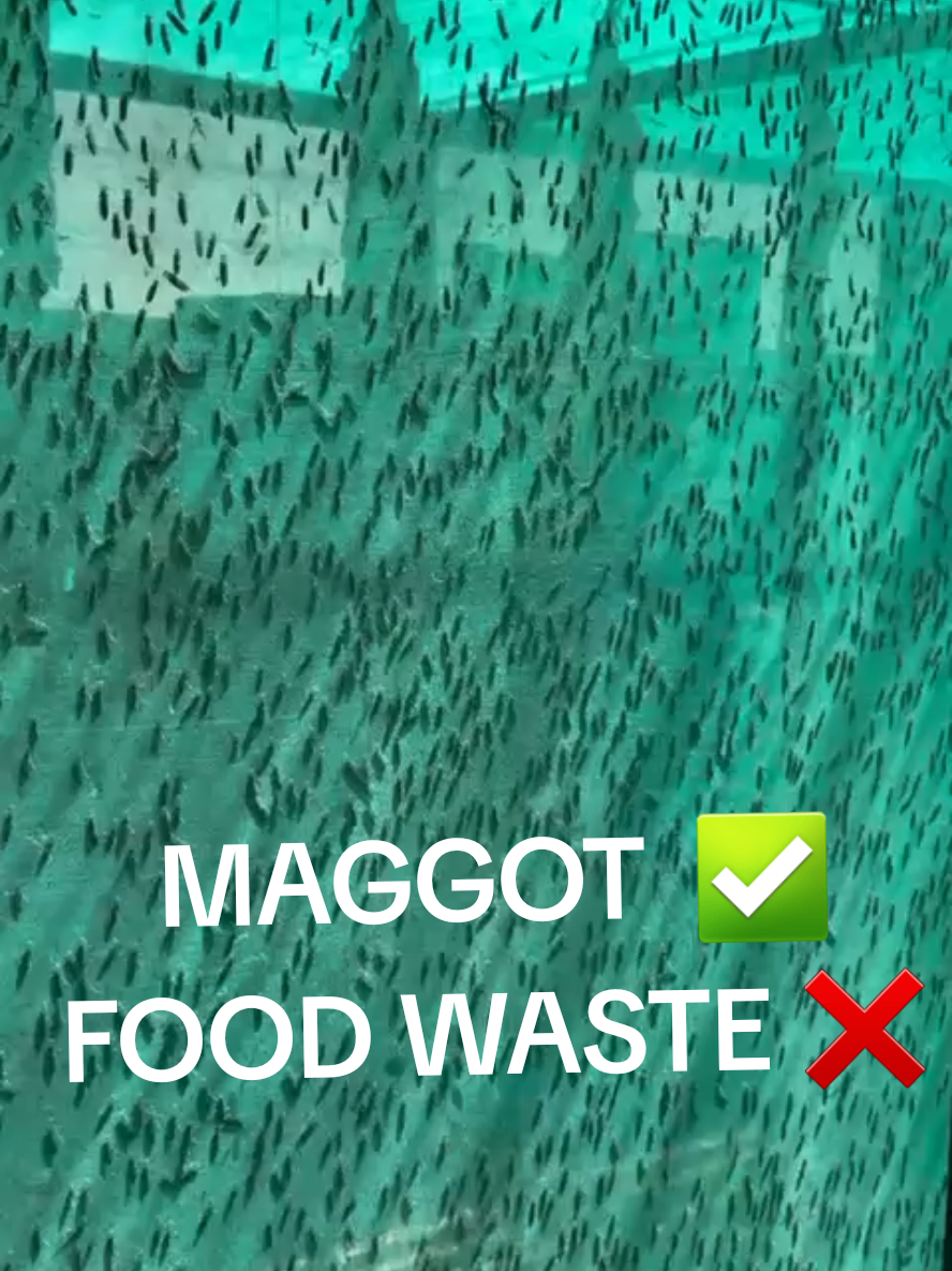 Magi Farm dikelola oleh Anak2 Muda kreatif, membudidayakan Maggot bahwa sampah organik bisa diubah menjadi pupuk organik dan pakan ternak yg sangat bermanfaat mengurangi sampah makanan Food Waste menjadi lebih bernilai tambah bagi masyarakat.#bali #maggot #fyppppppppppppppppppppppp #foodwaste #fyp @Zulkifli Hasan @Prabowo @Zulhasan.Info @balinews.id 