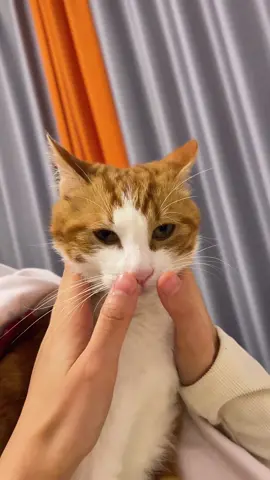 A cat feeling powerless #catsoftiktok  #fyp  #foryoupage  #funnycats  #cutecat 