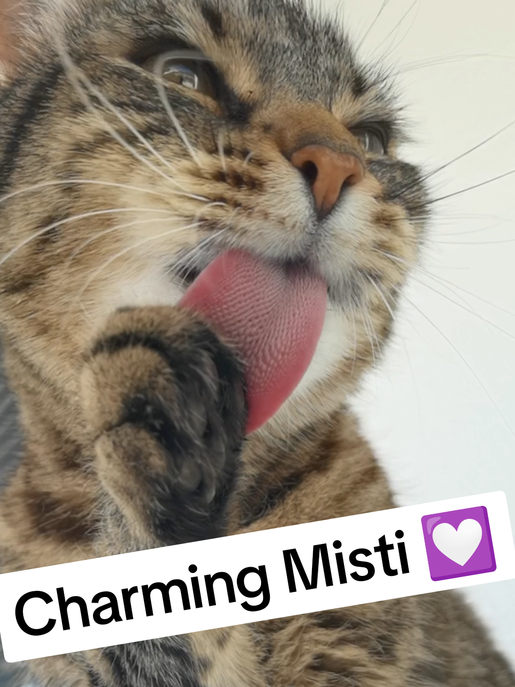 Misti's Groove by Misti Koh 🤩 Check Misti Koh and Dj Koh songs on all streaming and download platforms 💝  #cat #cats #fyp #viral