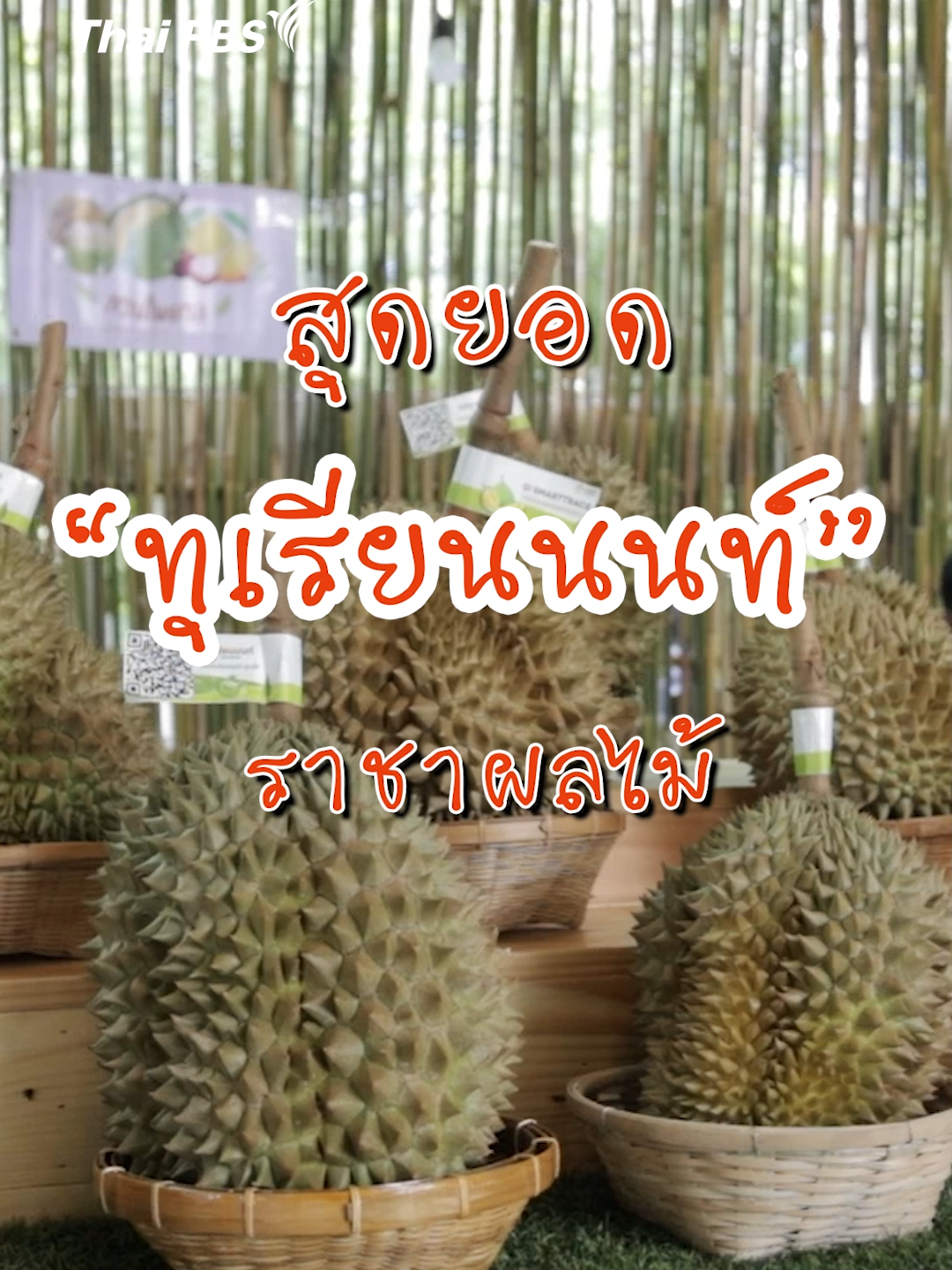 ทุเรียนนนท์ ราชาผลไม้ 1 ปี มีให้กินแค่ครั้งเดียว ไม่ว่าจะเป็นทุเรียนพันธุ์ก้านยาว ทุเรียนพันธุ์หมอนทอง และยังมีพันธุ์ที่หายากคือ ทุเรียนพันธุ์กำปั่นเจ้ากรม ซึ่งพันธุ์นี้ 1 ปีมีให้กินไม่เกิน 20 ลูก #ทุเรียนนนท์ #ทุเรียน #หมอนทอง #ก้านยาว #Foodwork #ThaiPBS