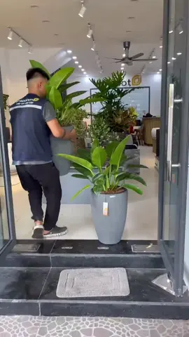Chậu tự tưới dento nhà e kết hợp với trầu bà cứ gọi là nhức nách #Vinapot #Chaucomposite #ShowroomVinapot #trangtribancongsanvuon #reivew 