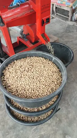 Arabika Gayo dengan proses full wash masuk mesin huller #kopigayo #kopiarabica #coffee #kopiindonesia 