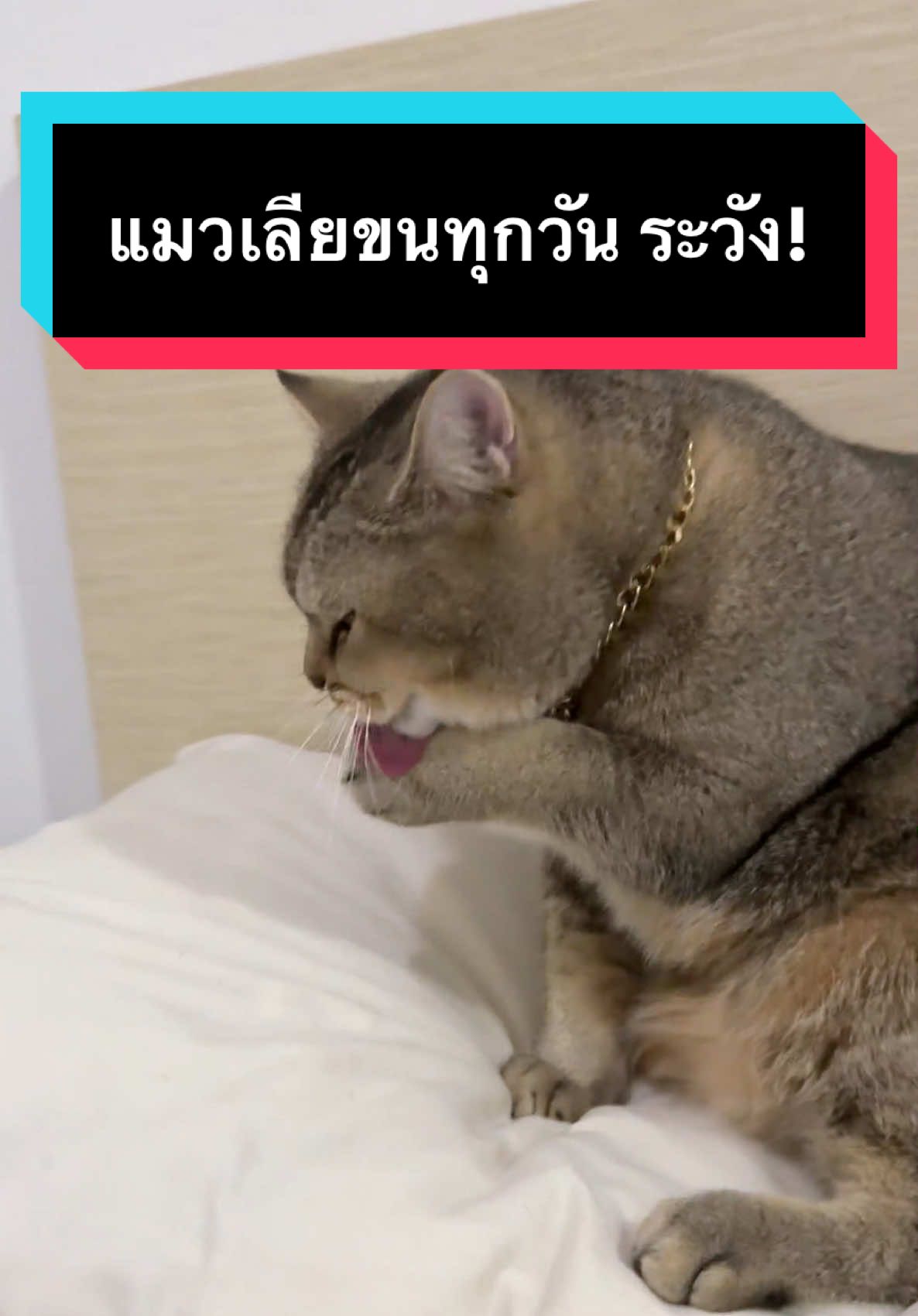 เลียขนบ่อย แต่ไม่ช่วยขับออกอาจเสี่ยงก้อนขนสะสมได้ 🙀  ดูแลด้วย Royal Canin สูตร Hairball ช่วยลดการก่อตัวของก้อนขนได้ใน 14 วัน ใครสนใจอุนแม่ปักพิกัดให้เเล้วน้า #มู้ดดี้แมวแสบ #มูมินแมวเหนียง #แมวน่ารัก #อาหารแมว #RoyalCaninTH 