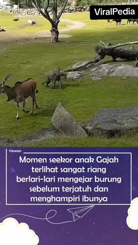 Anak Gajah  #gajah #bermain   #hewan #fyp  #viral 