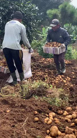 Kentang Dieng fresh  Kentang Dieng segar baru di panen  #kentang #kentangdieng #kentangfresh