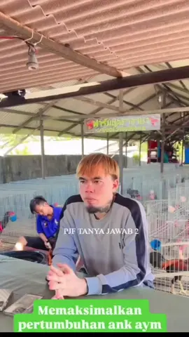 cara memaksimalkan pertumbuhan anak ayam?  #ayambangkoksuper #antonipjfmedan #foryoupage #fypkek 