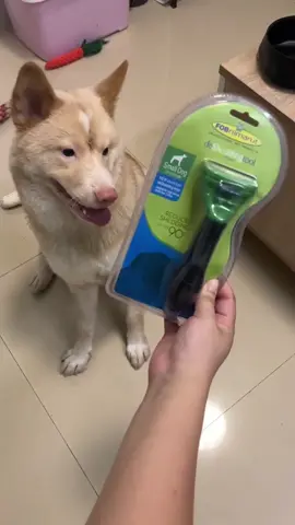 Tu me crois ? Un coup de cette brosse et les poils tombent comme de la neige !#PetCare #PetGrooming #petbrush 