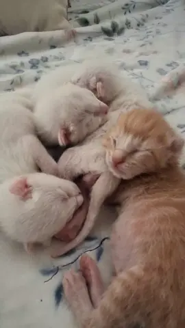 Full of milk warm and sleepy 😴  #tiktokkittens #tiktokcats 